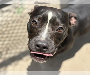 Boxer-Unknown Mix Dogs for adoption in Tulsa, OK, USA