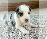 Small #5 Australian Shepherd
