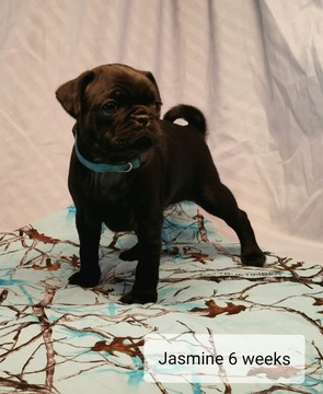 Medium Photo #1 Pug Puppy For Sale in PARSONS, KS, USA