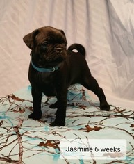 Pug Puppy for sale in PARSONS, KS, USA