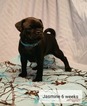 Small Photo #1 Pug Puppy For Sale in PARSONS, KS, USA
