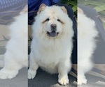 Small Photo #1 Chow Chow Puppy For Sale in FONTANA, CA, USA