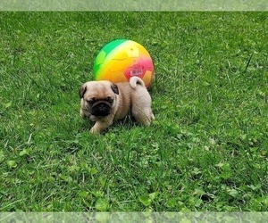 Pug Puppy for Sale in FREMONT, Ohio USA