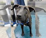 Small Labrador Retriever Mix