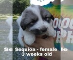 Small Photo #29 Great Pyrenees Puppy For Sale in HILLSVILLE, VA, USA