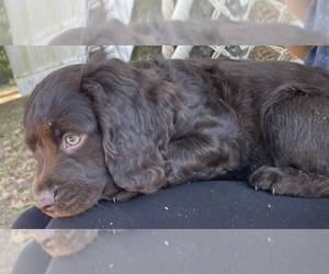Boykin Spaniel Puppy for sale in METTER, GA, USA