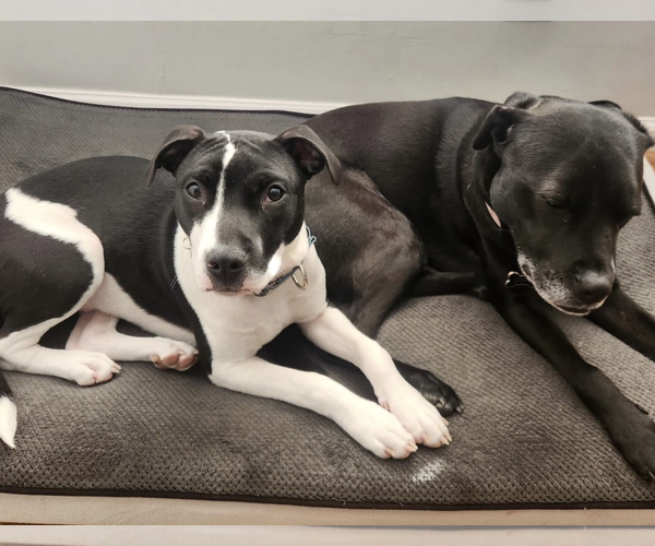 Medium Photo #5 Mutt Puppy For Sale in Rockville, MD, USA