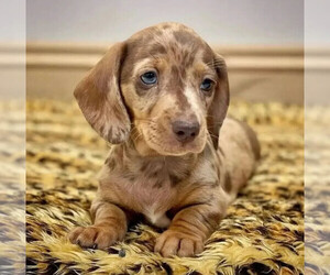Dachshund Dogs for adoption in LOS ANGELES, CA, USA