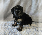 Puppy Fifi Aussiedoodle Miniature -Miniature Bernedoodle Mix