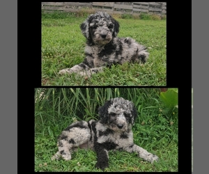 Poodle (Standard) Puppy for sale in COUCH, MO, USA