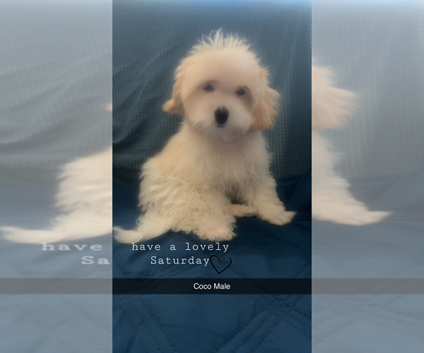 Medium Photo #1 Maltipoo (Miniature) Puppy For Sale in HIGH POINT, NC, USA