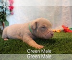 Puppy Puppy 7 Green American Bully