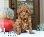 Small #1 Goldendoodle (Miniature)