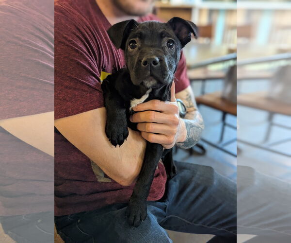 Medium Photo #4 Mutt Puppy For Sale in Holly Springs, NC, USA