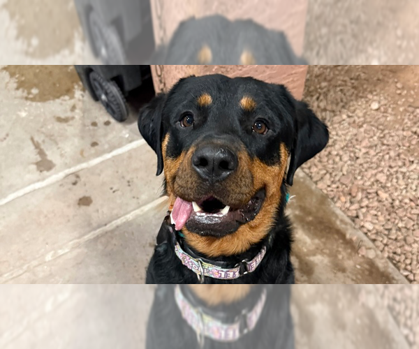 Medium Photo #6 Rottweiler Puppy For Sale in Gilbert, AZ, USA