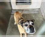 Small Boxer-German Shepherd Dog Mix