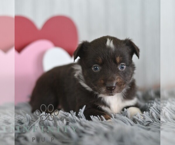 Medium Photo #1 Miniature Australian Shepherd Puppy For Sale in REBERSBURG, PA, USA