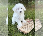 Enzo - Male Maltese Puppy for Sale - Photo #3