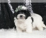 Small #3 Morkie