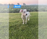 Small #3 Huskies  Mix