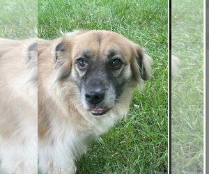Golden Retriever-Unknown Mix Dogs for adoption in Germantown, OH, USA