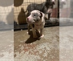 Small Photo #5 American Bully-American Pit Bull Terrier Mix Puppy For Sale in PHILADELPHIA, PA, USA