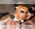 Small #4 Beagle