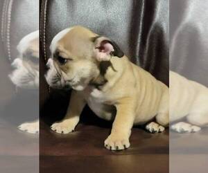 English Bulldog Puppy for sale in BRANDON, FL, USA