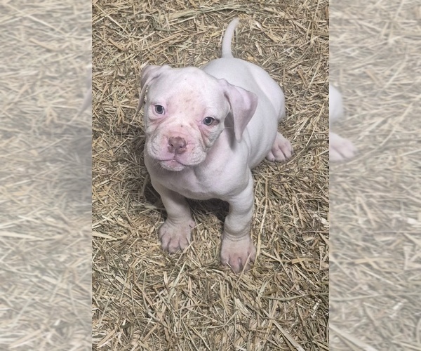 Medium Photo #1 American Bulldog Puppy For Sale in JASPER, GA, USA