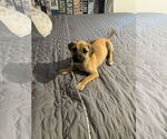 Small American Staffordshire Terrier