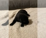 Small Photo #1 Labrador Retriever Puppy For Sale in PRIOR LAKE, MN, USA