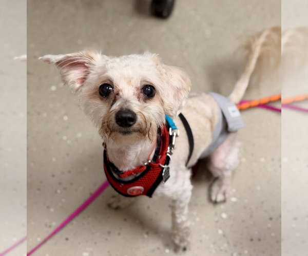 Medium Photo #2 Maltese-Unknown Mix Puppy For Sale in Mundelein, IL, USA