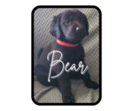 Puppy Bear Goldendoodle-Labrador Retriever Mix