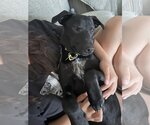 Small Photo #12 Labrador Retriever-Unknown Mix Puppy For Sale in San Diego, CA, USA