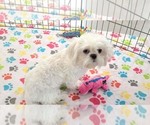 Small #1 Shih Tzu