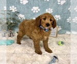 Small #4 Goldendoodle mix (+ Poodle Miniature)