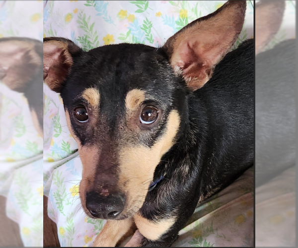 Medium Photo #7 Chihuahua-Unknown Mix Puppy For Sale in Cranston, RI, USA