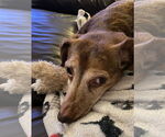 Small #3 Dachshund