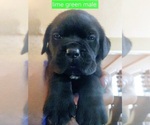 Puppy Puppy 1 Cane Corso