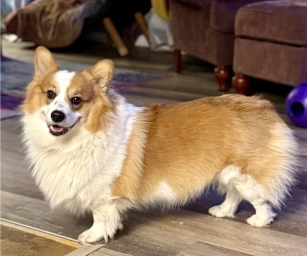 Medium Photo #1 Pembroke Welsh Corgi Puppy For Sale in GRAND RAPIDS, MI, USA