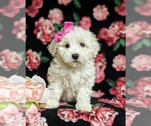 Bichon Frise-Bichpoo Mix Puppy for sale in NOTTINGHAM, PA, USA