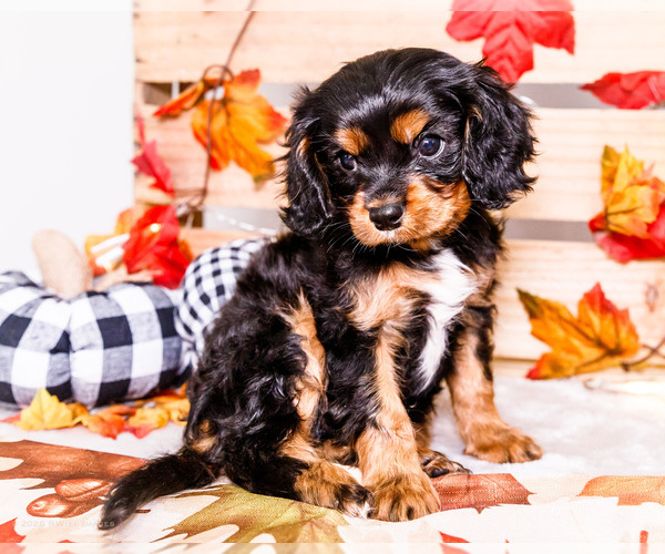 Medium Photo #13 Cavalier King Charles Spaniel Puppy For Sale in WAKARUSA, IN, USA