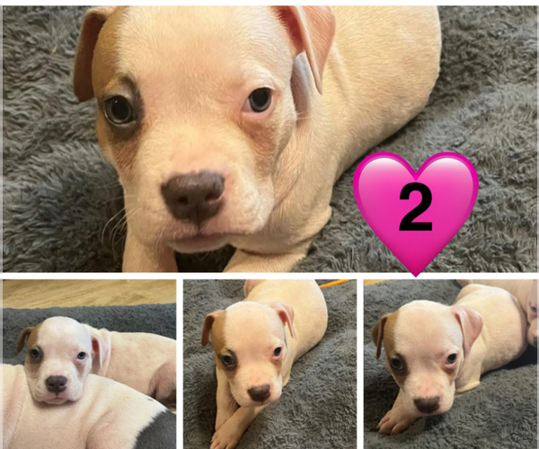 Medium Photo #1 American Bully Puppy For Sale in GREENWOOD, IN, USA
