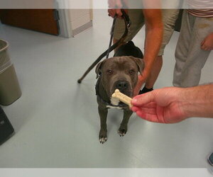 Staffordshire Bull Terrier Dogs for adoption in Ocala, FL, USA