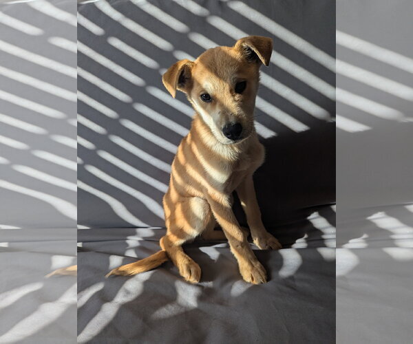 Medium Photo #2 Labrador Retriever-Shiba Inu Mix Puppy For Sale in Calhoun, GA, USA