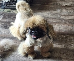 Pekingese Puppy for sale in JOICE, IA, USA