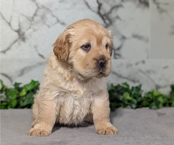 Medium Photo #8 Cocker-Pei Puppy For Sale in GOSHEN, IN, USA