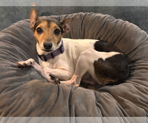 Medium Photo #2 Italian Greyhound Puppy For Sale in St. Louis Park, MN, USA