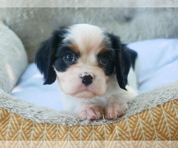 Medium Photo #5 Cavalier King Charles Spaniel Puppy For Sale in SCOTTVILLE, MI, USA
