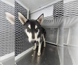 Siberian Husky Dogs for adoption in Bakersfield, CA, USA